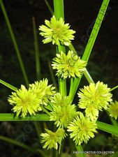 100 Stuck gelbe Cyperus Papyrus Pflanzen:Seeds Only