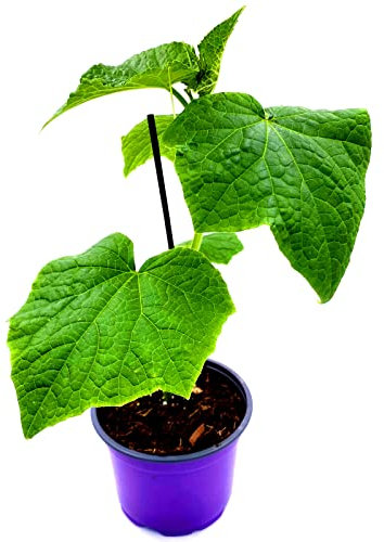 Veredelte Mini Snackgurken Mineros Cucumis sativus 2er Set