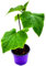 Veredelte Mini Snackgurken Mineros Cucumis sativus 2er Set