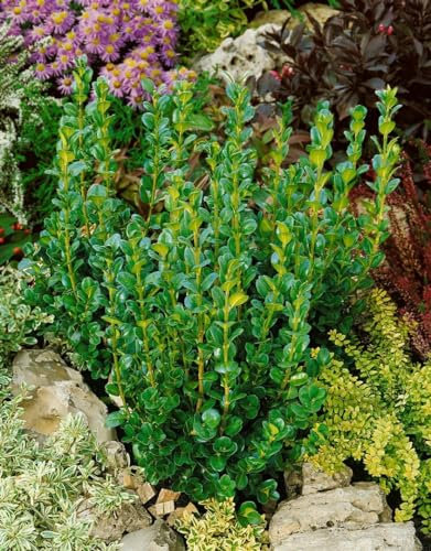 Buxus sempervirens 'Rotundifolia' 30-40 cm - Buchsbaum, immergrün, ideal für Hecken und Formschnitt, pflegeleicht und winterhart