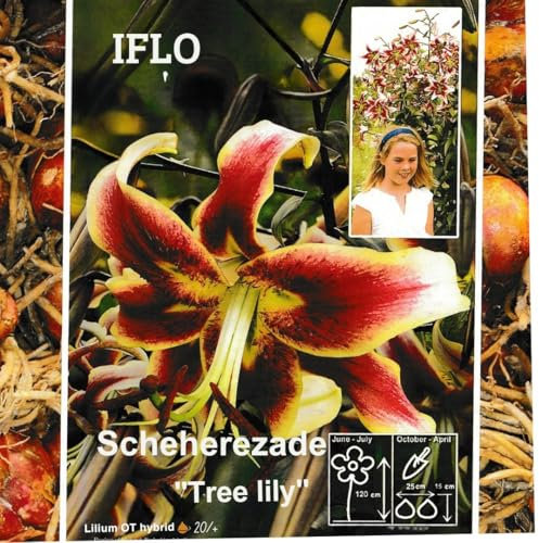 Lilien Zwiebeln Mix, Baumlilien in verschiedenen Sorten und Farben, Winterharte Blumenzwiebeln in Geschenkverpackung (5x Lilien Scheherezade)