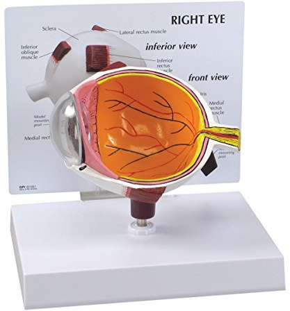 GPI Anatomicals 2750 Auge Modell