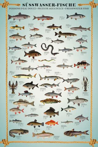 empireposter Educational - Bildung - Süsswasserfische - Lernposter Druck - Grösse 61x91,5