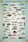 empireposter Educational - Bildung - Süsswasserfische - Lernposter Druck - Grösse 61x91,5