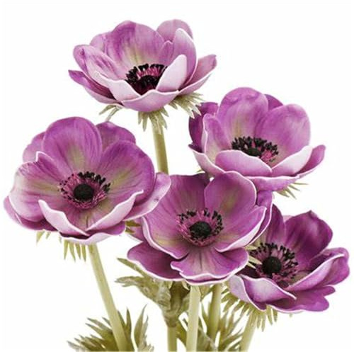 Lebende Pflanzen,Mysteriöse magische Glühbirne, Mehrjährige Blumenzwiebel ist winterhart, Winterhart pflanzen, Blumenzwiebel Mix-5 Anemone Zwiebel