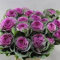 Neue frische 80 Stück Blumenkohlsamen