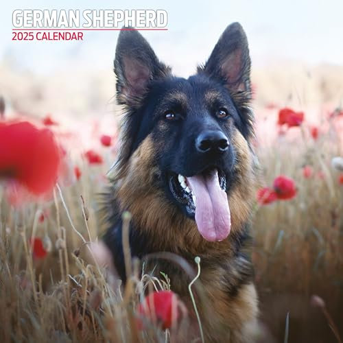 Deutscher Schäferhund 2025 Traditioneller Kalender