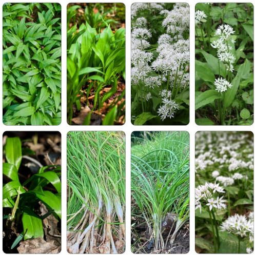 Aglio Orsino da cucina medicinali da giardino perenni resistente inverno semi primavera semi selvatico 450pcs