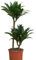Dragon Tree Large House Plant Compacta Easy to Grow and Tolerant Variety, Ideal Indoor Feature Plant, 1 x Dracaena Fragrans Compacta Plant in a 19cm Pot by Thompson and Morgan
