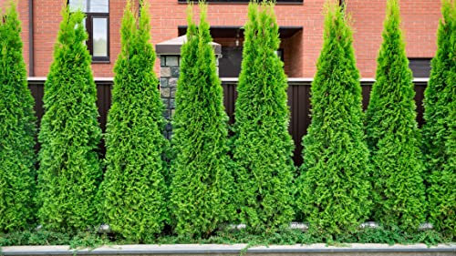 100 x Thuja occidentalis 'Brabant' (Gehölz/Winterhart/Mehrjährig/Heckenpflanze/Immergrün) Lebensbaum - Der schnelle Sichtschutz mit immergrüner Eleganz - von Stauden Gänge