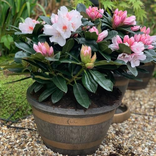 Rhododendron 'XXL White Flamingo' White & Pink Flowers Large Hybrid Evergreen Shrub for Shady Borders & Containers 2X 19cm Pots by Thompson and Morgan