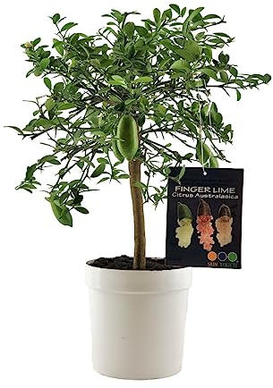 Pianta di Finger Lime/Caviale di Limone - Citrus australasica - H50-60cm - vaso ø18 (Bianco)