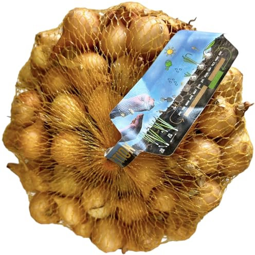 KOVA® 5x 500g Steckzwiebeln Stuttgarter Riesen gelb Mild scharfe Gemüsezwiebel Gelbe Zwiebeln in hoher Qualität zum Pflanzen im Frühjahr, kein Samen, Steckzwiebel im Netz + 1 Bildmagnet