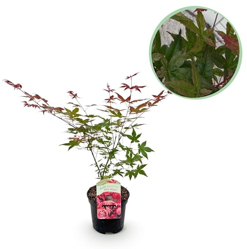 Terrassenpflanze - Japanischer Ahorn - Acer palmatum Beni Maiko - Rot - 1 Pflanze - Laubabwerfend - 60-70cm - Ø25cm - Gartenpflanze