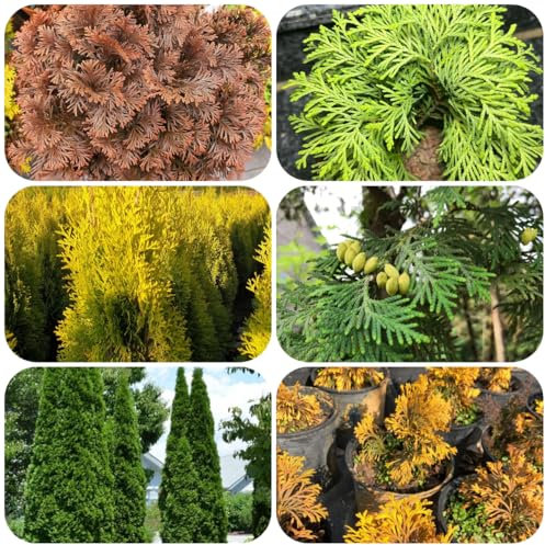 semillas del árbol de la vida, Semillas de árboles, bonsái interior tuya occidentalista Plantas jardín perennes resistentes orgánicas variedades antiguas Plantas en maceta resistentes 100pcs