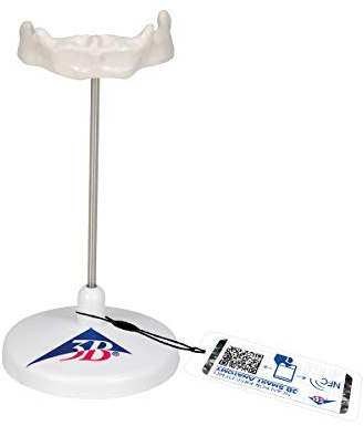 3B Scientific A71/9 Modell eines Zungenbeins + kostenlose Anatomie App - 3B Smart Anatomy
