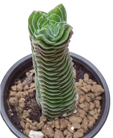 pianta vera di Crassula Tempio Di Buddha