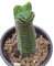 pianta vera di Crassula Tempio Di Buddha