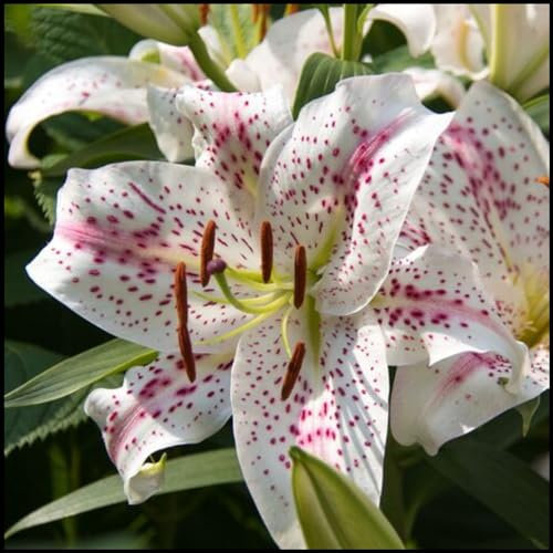Lilium martagon zwiebeln,winterharte Blumenzwiebeln,lilien deko,Frühlingsblüher,lilien im topf,geeignet für die Feiertage,lilien knollen,lilien zwiebeln winterhart mehrjährig.-2 zwiebeln-E