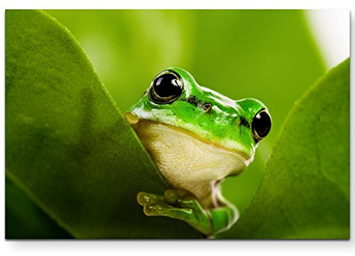 Paul Sinus Art Leinwandbilder | Bilder Leinwand 120x80cm Frosch, der hinter Blättern hervor späht