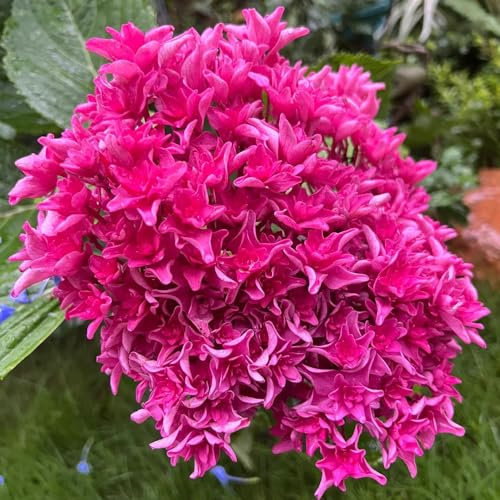 250 piezas semillas de hortensia hortensia bola de nieve resistente, semillas de arboles de maceta bonsai balcón invernadero plantas de jardin Las plantas de balcón robustas son resistentes