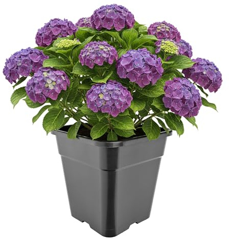 Garronda Pflanztopf Kunststoff hoch 30,5 x 30,5 x 31 cm (18L) eckig mit Drainagelöchern Blumentopf PP Pflanzgefäß für Garten Gewächshaus Balkon Anzucht Innen Außenbereich Schwarz GD-0201