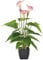 Künstliche Calla-Lilien-Realistische Latex Blumen Brautstrauß künstliche Blumen Real Touch Blumen Künstliche Topfpflanze Gefälschte Calla-Lilie für Outdoor Indoor Garten Innenhof Heim Innendekoration
