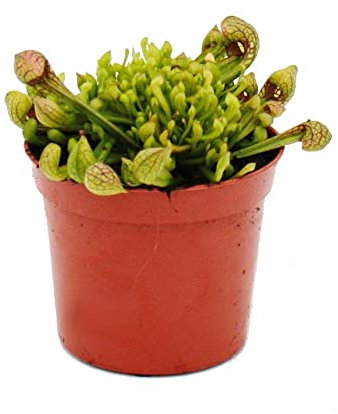 Exotenherz - Schlauchpflanze - Sarracenia psittacina Hybr. Scarlett Belle - Fleischfressende Pflanze - 9cm Topf