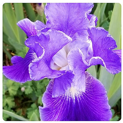 Iris Zwiebeln Iris blumen Iris blumenzwiebeln Iris zwiebeln winterhart mehrjährig Iris zwiebeln