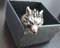 Final Fantasy Wolf Ring mit blauen Augen