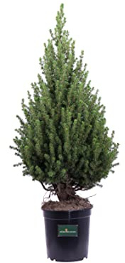 Pianta di Picea Glauca Conica Pianta di Picea Albertiana Conica Abete del Canada pianta da esterno albero ornamentale di Picea pianta vera venduta da eGarden.store (Vaso 21 cm)