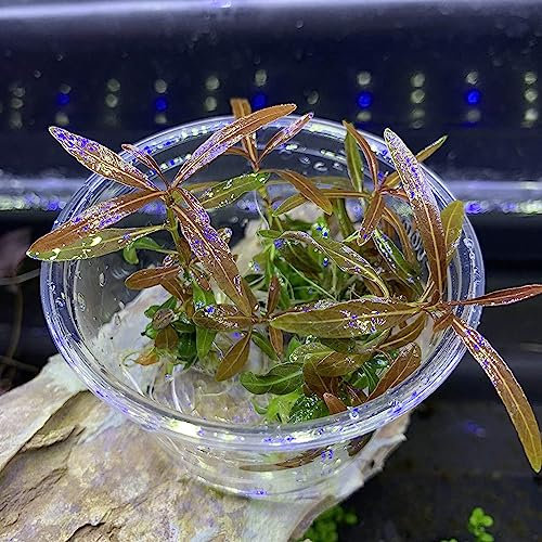 Semi di Potamogeton Crispus, 100 Pz/borsa Semi di Potamogeton Crispus Piante acquatiche igrofile Eco-Friendly Acquario d'acqua dolce Piantine di erba per stagno Semi