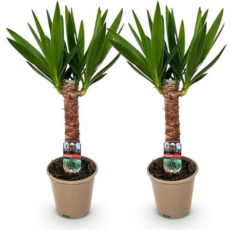 Green boutiQ - Zimmerpflanze - Yucca elephantipes - Yucca - Pflegeleicht - Grün - 2 - Topf 14cm - Höhe 55cm
