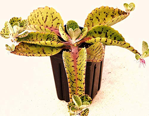 Eselsohren - Kalanchoe Gastonis-Bonnieri Pflanze exotische Sukkulenten Samen 100 Samen