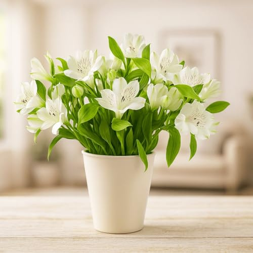 Blumen Geschenkset - Blumenstrauß mit weißen Alstromerien
