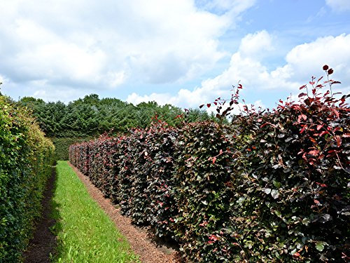 20 Stk. Blutbuche - Blutbuchenhecke Topfware 30-50 cm hoch - Fagus sylvatica Purpurea - Garten von Ehren®