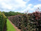 20 Stk. Blutbuche - Blutbuchenhecke Topfware 30-50 cm hoch - Fagus sylvatica Purpurea - Garten von Ehren®