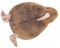 BESTonZON Kiwi-Plüschtier-Haustierpuppe 28 cm grüne Dekoration Fee-Kit klappbarer Deckel Beutel groß Zu Bird Toys Tierplüsch Kuscheltiere für Mädchen Plüschvogel Stofftier PP Baumwolle Brown