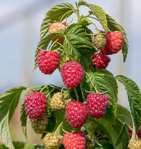 Himbeere Autumn Chef Primberry - Rubus idaeus - lebende Gartenpflanze aus den Baumschulen