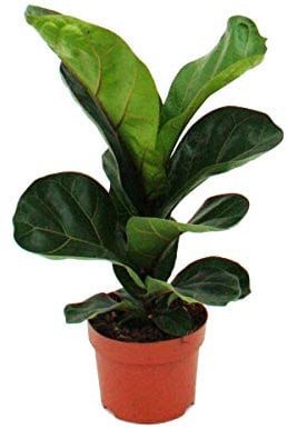 Exotenherz - Ficus lyrata, Geigenfeige 12cm Topf