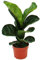 Exotenherz - Ficus lyrata, Geigenfeige 12cm Topf