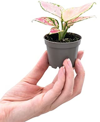 PLNTS - Baby Aglaonema Red Valentine (Kolbenfaden) - Zimmerpflanzen, Pflanzen Echt, Nachhaltige Verpackung - 6cm Topf - Höhe 15cm - Direkt von der Gärtnerei