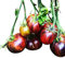 Tomate *DARK GALAXY* 10 Samen -Fruchtig & Süß-