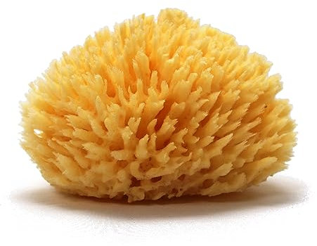 YOGAESSE Exfoliating Natural Sea Sponge, Wool 11–13cm – Premium Bath Sponge for Foamy Soap Lather & Gentle Shower Massage, Soft as a Cloud, Strong & Durable, Sustainably Harvested in Greece