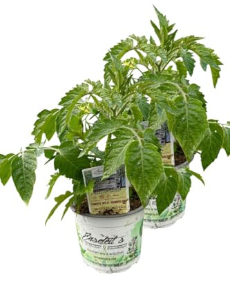 2er Set Tomatenpflanze Wild-Tomate 'Humboldtii'