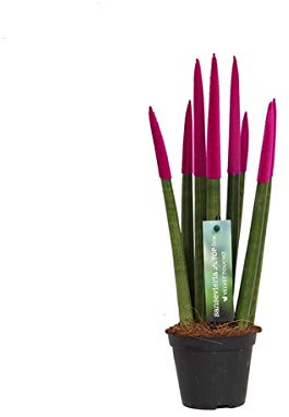 Sansevieria Cylindrica Straight (Fuchsia) – Spaghetti VELVET TOUCHZ® – 15-20 cm Bogenhanf Zimmerpflanze | Pflegeleicht, Luftreinigend, Dekorativ für Zuhause & Büro