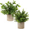 Hollyone Lot de 2 plantes artificielles en pot - Petites comme de vraies plantes de bureau - Mini plantes artificielles pour décoration de table, maison, balcon, bureau - #01