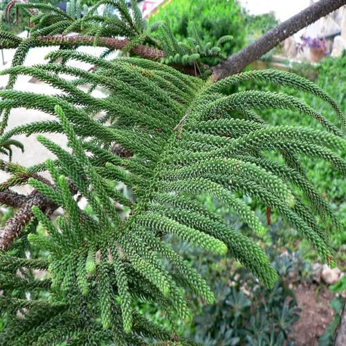 500 piezas semillas de plantas de araucaria maceta planta jardín plantas perenne araucaria araucana, plantas para lugares soleados plantas en macetas con semillas de