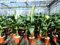 gruenwaren jakubikBananenstaude Musa Basjoo 80-100 cm winterhart Staude japanische Faserbanane