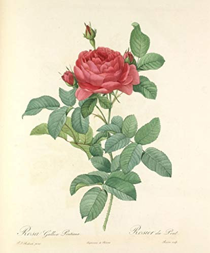 Poster Affiche Rose Planche Illustration Botanique Ancienne Fleurs